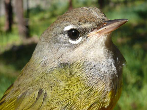 MacGillivray's warbler