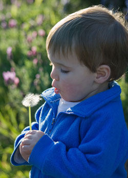 boy with dandelion