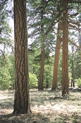 ponderosa pines