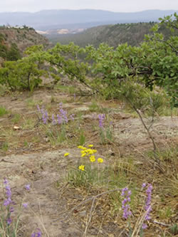 view toward Sange de Cristo Mtns