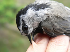 Mountain Chickadee
