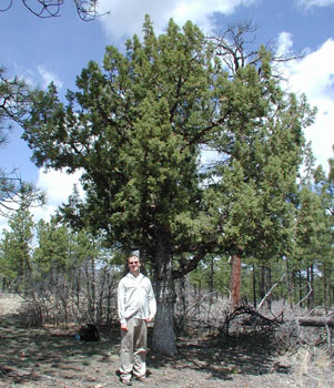 Alligator Juniper