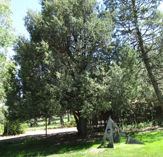 Rocky Mountain Juniper