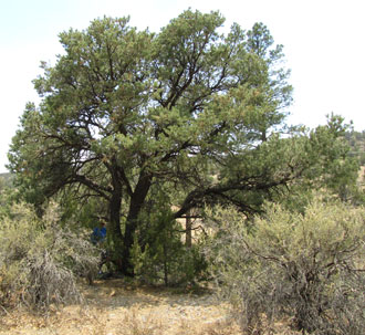 Pinyon Pine