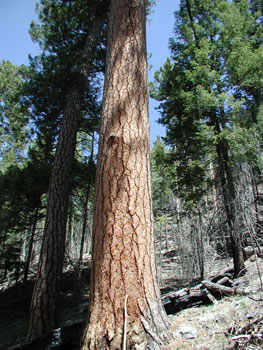 Ponderosa Pine