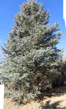 Colorado Blue Spruce