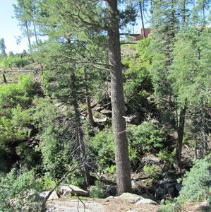 Southwestern White Pine