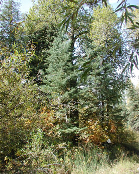 Narrow-leaf Cottonwood