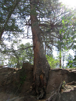 Limber Pine