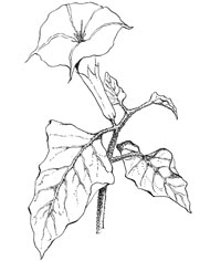 Datura wrightii