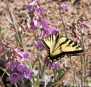Penstemon secundiflorus with swallowtail